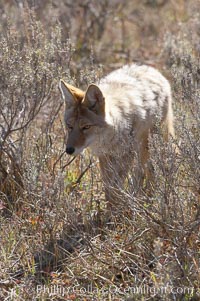 Coyote, Canis latrans, Yellowstone National Park, Wyoming