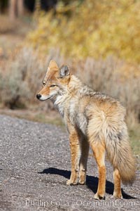 Coyote, Canis latrans, Yellowstone National Park, Wyoming