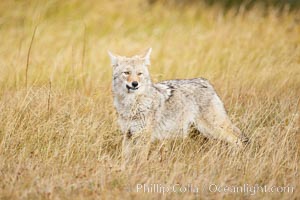 A coyote hunts for voles in tall grass, autumn, Canis latrans, Yellowstone National Park, Wyoming