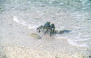 Crab on Sand at Rose Atoll NWR, American Samoa, Rose Atoll National Wildlife Refuge