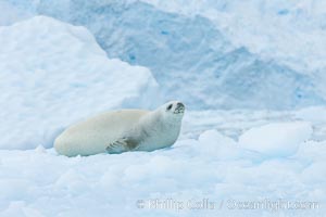 A crabeater seal, hauled out on pack ice to rest.  Crabeater seals reach 2m and 200kg in size, with females being slightly larger than males.  Crabeaters are the most abundant species of seal in the world, with as many as 75 million individuals.  Despite its name, 80% the crabeater seal's diet consists of Antarctic krill.  They have specially adapted teeth to strain the small krill from the water, Lobodon carcinophagus, Cierva Cove