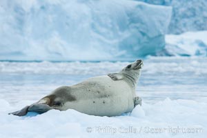 A crabeater seal, hauled out on pack ice to rest.  Crabeater seals reach 2m and 200kg in size, with females being slightly larger than males.  Crabeaters are the most abundant species of seal in the world, with as many as 75 million individuals.  Despite its name, 80% the crabeater seal's diet consists of Antarctic krill.  They have specially adapted teeth to strain the small krill from the water, Lobodon carcinophagus, Cierva Cove