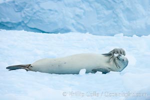 A crabeater seal, hauled out on pack ice to rest.  Crabeater seals reach 2m and 200kg in size, with females being slightly larger than males.  Crabeaters are the most abundant species of seal in the world, with as many as 75 million individuals.  Despite its name, 80% the crabeater seal's diet consists of Antarctic krill.  They have specially adapted teeth to strain the small krill from the water, Lobodon carcinophagus, Cierva Cove