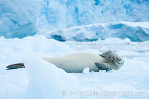 A crabeater seal, hauled out on pack ice to rest.  Crabeater seals reach 2m and 200kg in size, with females being slightly larger than males.  Crabeaters are the most abundant species of seal in the world, with as many as 75 million individuals.  Despite its name, 80% the crabeater seal's diet consists of Antarctic krill.  They have specially adapted teeth to strain the small krill from the water, Lobodon carcinophagus, Cierva Cove