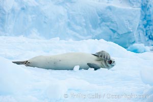 A crabeater seal, hauled out on pack ice to rest.  Crabeater seals reach 2m and 200kg in size, with females being slightly larger than males.  Crabeaters are the most abundant species of seal in the world, with as many as 75 million individuals.  Despite its name, 80% the crabeater seal's diet consists of Antarctic krill.  They have specially adapted teeth to strain the small krill from the water, Lobodon carcinophagus, Cierva Cove