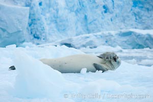 A crabeater seal, hauled out on pack ice to rest.  Crabeater seals reach 2m and 200kg in size, with females being slightly larger than males.  Crabeaters are the most abundant species of seal in the world, with as many as 75 million individuals.  Despite its name, 80% the crabeater seal's diet consists of Antarctic krill.  They have specially adapted teeth to strain the small krill from the water, Lobodon carcinophagus, Cierva Cove