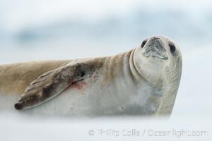 A crabeater seal, hauled out on pack ice to rest.  Crabeater seals reach 2m and 200kg in size, with females being slightly larger than males.  Crabeaters are the most abundant species of seal in the world, with as many as 75 million individuals.  Despite its name, 80% the crabeater seal's diet consists of Antarctic krill.  They have specially adapted teeth to strain the small krill from the water, Lobodon carcinophagus, Neko Harbor