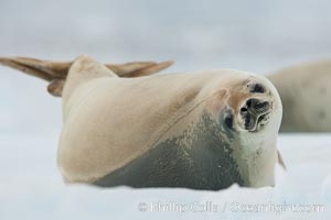 A crabeater seal, hauled out on pack ice to rest.  Crabeater seals reach 2m and 200kg in size, with females being slightly larger than males.  Crabeaters are the most abundant species of seal in the world, with as many as 75 million individuals.  Despite its name, 80% the crabeater seal's diet consists of Antarctic krill.  They have specially adapted teeth to strain the small krill from the water, Lobodon carcinophagus, Neko Harbor