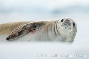 A crabeater seal, hauled out on pack ice to rest.  Crabeater seals reach 2m and 200kg in size, with females being slightly larger than males.  Crabeaters are the most abundant species of seal in the world, with as many as 75 million individuals.  Despite its name, 80% the crabeater seal's diet consists of Antarctic krill.  They have specially adapted teeth to strain the small krill from the water.