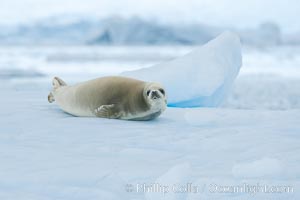 A crabeater seal, hauled out on pack ice to rest.  Crabeater seals reach 2m and 200kg in size, with females being slightly larger than males.  Crabeaters are the most abundant species of seal in the world, with as many as 75 million individuals.  Despite its name, 80% the crabeater seal's diet consists of Antarctic krill.  They have specially adapted teeth to strain the small krill from the water, Lobodon carcinophagus, Neko Harbor