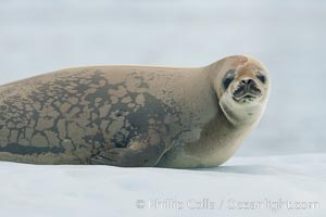 A crabeater seal, hauled out on pack ice to rest.  Crabeater seals reach 2m and 200kg in size, with females being slightly larger than males.  Crabeaters are the most abundant species of seal in the world, with as many as 75 million individuals.  Despite its name, 80% the crabeater seal's diet consists of Antarctic krill.  They have specially adapted teeth to strain the small krill from the water, Lobodon carcinophagus, Neko Harbor