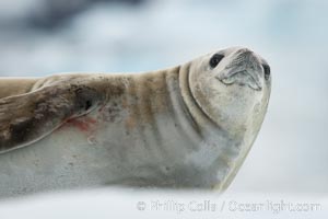 A crabeater seal, hauled out on pack ice to rest.  Crabeater seals reach 2m and 200kg in size, with females being slightly larger than males.  Crabeaters are the most abundant species of seal in the world, with as many as 75 million individuals.  Despite its name, 80% the crabeater seal's diet consists of Antarctic krill.  They have specially adapted teeth to strain the small krill from the water, Lobodon carcinophagus, Neko Harbor