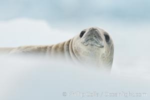 A crabeater seal, hauled out on pack ice to rest.  Crabeater seals reach 2m and 200kg in size, with females being slightly larger than males.  Crabeaters are the most abundant species of seal in the world, with as many as 75 million individuals.  Despite its name, 80% the crabeater seal's diet consists of Antarctic krill.  They have specially adapted teeth to strain the small krill from the water, Lobodon carcinophagus, Neko Harbor