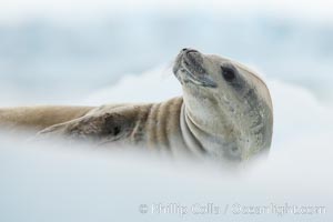 A crabeater seal, hauled out on pack ice to rest.  Crabeater seals reach 2m and 200kg in size, with females being slightly larger than males.  Crabeaters are the most abundant species of seal in the world, with as many as 75 million individuals.  Despite its name, 80% the crabeater seal's diet consists of Antarctic krill.  They have specially adapted teeth to strain the small krill from the water, Lobodon carcinophagus, Neko Harbor