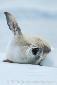 A crabeater seal, hauled out on pack ice to rest.  Crabeater seals reach 2m and 200kg in size, with females being slightly larger than males.  Crabeaters are the most abundant species of seal in the world, with as many as 75 million individuals.  Despite its name, 80% the crabeater seal's diet consists of Antarctic krill.  They have specially adapted teeth to strain the small krill from the water, Lobodon carcinophagus, Neko Harbor