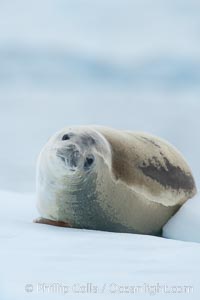 A crabeater seal, hauled out on pack ice to rest.  Crabeater seals reach 2m and 200kg in size, with females being slightly larger than males.  Crabeaters are the most abundant species of seal in the world, with as many as 75 million individuals.  Despite its name, 80% the crabeater seal's diet consists of Antarctic krill.  They have specially adapted teeth to strain the small krill from the water, Lobodon carcinophagus, Neko Harbor