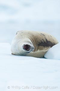 A crabeater seal, hauled out on pack ice to rest.  Crabeater seals reach 2m and 200kg in size, with females being slightly larger than males.  Crabeaters are the most abundant species of seal in the world, with as many as 75 million individuals.  Despite its name, 80% the crabeater seal's diet consists of Antarctic krill.  They have specially adapted teeth to strain the small krill from the water, Lobodon carcinophagus, Neko Harbor