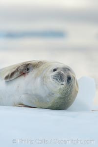 A crabeater seal, hauled out on pack ice to rest.  Crabeater seals reach 2m and 200kg in size, with females being slightly larger than males.  Crabeaters are the most abundant species of seal in the world, with as many as 75 million individuals.  Despite its name, 80% the crabeater seal's diet consists of Antarctic krill.  They have specially adapted teeth to strain the small krill from the water, Lobodon carcinophagus, Neko Harbor