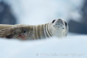 A crabeater seal, hauled out on pack ice to rest.  Crabeater seals reach 2m and 200kg in size, with females being slightly larger than males.  Crabeaters are the most abundant species of seal in the world, with as many as 75 million individuals.  Despite its name, 80% the crabeater seal's diet consists of Antarctic krill.  They have specially adapted teeth to strain the small krill from the water. Neko Harbor, Antarctic Peninsula, Antarctica, Lobodon carcinophagus, natural history stock photograph, photo id 25713