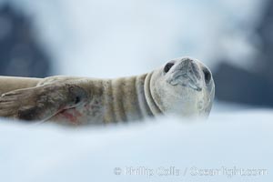 A crabeater seal, hauled out on pack ice to rest.  Crabeater seals reach 2m and 200kg in size, with females being slightly larger than males.  Crabeaters are the most abundant species of seal in the world, with as many as 75 million individuals.  Despite its name, 80% the crabeater seal's diet consists of Antarctic krill.  They have specially adapted teeth to strain the small krill from the water, Lobodon carcinophagus, Neko Harbor