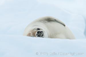 A crabeater seal, hauled out on pack ice to rest.  Crabeater seals reach 2m and 200kg in size, with females being slightly larger than males.  Crabeaters are the most abundant species of seal in the world, with as many as 75 million individuals.  Despite its name, 80% the crabeater seal's diet consists of Antarctic krill.  They have specially adapted teeth to strain the small krill from the water, Lobodon carcinophagus, Neko Harbor