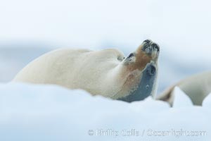 A crabeater seal, hauled out on pack ice to rest.  Crabeater seals reach 2m and 200kg in size, with females being slightly larger than males.  Crabeaters are the most abundant species of seal in the world, with as many as 75 million individuals.  Despite its name, 80% the crabeater seal's diet consists of Antarctic krill.  They have specially adapted teeth to strain the small krill from the water, Lobodon carcinophagus, Neko Harbor