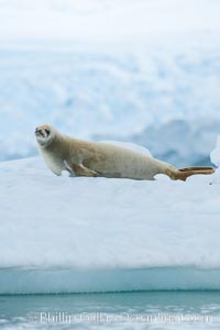 A crabeater seal, hauled out on pack ice to rest.  Crabeater seals reach 2m and 200kg in size, with females being slightly larger than males.  Crabeaters are the most abundant species of seal in the world, with as many as 75 million individuals.  Despite its name, 80% the crabeater seal's diet consists of Antarctic krill.  They have specially adapted teeth to strain the small krill from the water, Lobodon carcinophagus, Neko Harbor