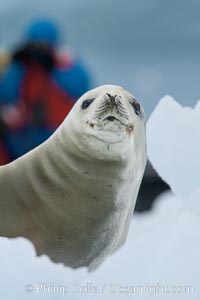 A crabeater seal, hauled out on pack ice to rest.  Crabeater seals reach 2m and 200kg in size, with females being slightly larger than males.  Crabeaters are the most abundant species of seal in the world, with as many as 75 million individuals.  Despite its name, 80% the crabeater seal's diet consists of Antarctic krill.  They have specially adapted teeth to strain the small krill from the water, Lobodon carcinophagus, Neko Harbor