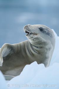 A crabeater seal, hauled out on pack ice to rest.  Crabeater seals reach 2m and 200kg in size, with females being slightly larger than males.  Crabeaters are the most abundant species of seal in the world, with as many as 75 million individuals.  Despite its name, 80% the crabeater seal's diet consists of Antarctic krill.  They have specially adapted teeth to strain the small krill from the water, Lobodon carcinophagus, Neko Harbor