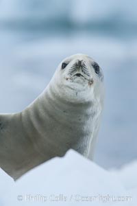 A crabeater seal, hauled out on pack ice to rest.  Crabeater seals reach 2m and 200kg in size, with females being slightly larger than males.  Crabeaters are the most abundant species of seal in the world, with as many as 75 million individuals.  Despite its name, 80% the crabeater seal's diet consists of Antarctic krill.  They have specially adapted teeth to strain the small krill from the water, Lobodon carcinophagus, Neko Harbor