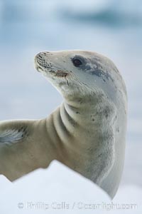 A crabeater seal, hauled out on pack ice to rest.  Crabeater seals reach 2m and 200kg in size, with females being slightly larger than males.  Crabeaters are the most abundant species of seal in the world, with as many as 75 million individuals.  Despite its name, 80% the crabeater seal's diet consists of Antarctic krill.  They have specially adapted teeth to strain the small krill from the water, Lobodon carcinophagus, Neko Harbor