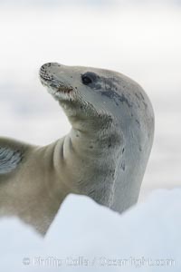 A crabeater seal, hauled out on pack ice to rest.  Crabeater seals reach 2m and 200kg in size, with females being slightly larger than males.  Crabeaters are the most abundant species of seal in the world, with as many as 75 million individuals.  Despite its name, 80% the crabeater seal's diet consists of Antarctic krill.  They have specially adapted teeth to strain the small krill from the water, Lobodon carcinophagus, Neko Harbor