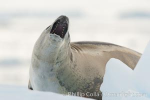 A crabeater seal, hauled out on pack ice to rest.  Crabeater seals reach 2m and 200kg in size, with females being slightly larger than males.  Crabeaters are the most abundant species of seal in the world, with as many as 75 million individuals.  Despite its name, 80% the crabeater seal's diet consists of Antarctic krill.  They have specially adapted teeth to strain the small krill from the water. Neko Harbor, Antarctic Peninsula, Antarctica, Lobodon carcinophagus, natural history stock photograph, photo id 25700