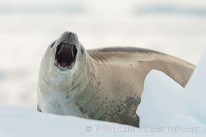 A crabeater seal, hauled out on pack ice to rest.  Crabeater seals reach 2m and 200kg in size, with females being slightly larger than males.  Crabeaters are the most abundant species of seal in the world, with as many as 75 million individuals.  Despite its name, 80% the crabeater seal's diet consists of Antarctic krill.  They have specially adapted teeth to strain the small krill from the water, Lobodon carcinophagus, Neko Harbor