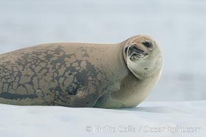 A crabeater seal, hauled out on pack ice to rest.  Crabeater seals reach 2m and 200kg in size, with females being slightly larger than males.  Crabeaters are the most abundant species of seal in the world, with as many as 75 million individuals.  Despite its name, 80% the crabeater seal's diet consists of Antarctic krill.  They have specially adapted teeth to strain the small krill from the water, Lobodon carcinophagus, Neko Harbor