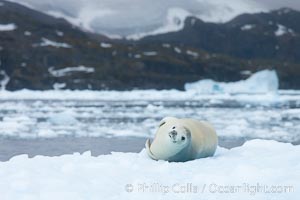 Crabeater seal resting on pack ice.  Crabeater seals reach 2m and 200kg in size, with females being slightly larger than males.  Crabeaters are the most abundant species of seal in the world, with as many as 75 million individuals.  Despite its name, 80% the crabeater seal's diet consists of Antarctic krill.  They have specially adapted teeth to strain the small krill from the water, Lobodon carcinophagus, Cierva Cove