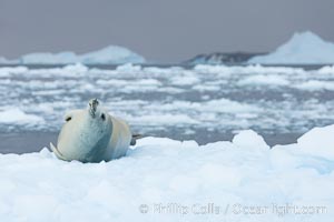 Crabeater seal resting on pack ice.  Crabeater seals reach 2m and 200kg in size, with females being slightly larger than males.  Crabeaters are the most abundant species of seal in the world, with as many as 75 million individuals.  Despite its name, 80% the crabeater seal's diet consists of Antarctic krill.  They have specially adapted teeth to strain the small krill from the water, Lobodon carcinophagus, Cierva Cove