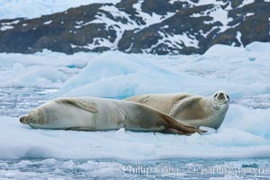 Crabeater seal resting on pack ice.  Crabeater seals reach 2m and 200kg in size, with females being slightly larger than males.  Crabeaters are the most abundant species of seal in the world, with as many as 75 million individuals.  Despite its name, 80% the crabeater seal's diet consists of Antarctic krill.  They have specially adapted teeth to strain the small krill from the water, Lobodon carcinophagus, Cierva Cove