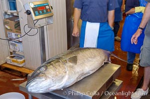 Craig OConnors pending spearfishing world record North Pacific yellowtail (77.4 pounds) is weighed at Point Loma Seafoods.  It was taken on a breathold dive with a band-power speargun near Battleship Point, Guadalupe Island (Isla Guadalupe), Mexico. July 2004, H&M Landing, San Diego, California