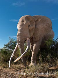 Craig the Famous Old Male Tusker Elephant with the World's Largest Tusks, Amboseli National Park, Kenya, Loxodonta africana
