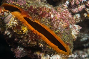 Crassadoma gigantea, Scallop, Hornby Island, Canada