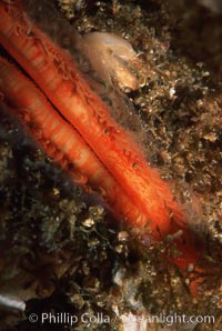 Rock scallop showing sight organs, Crassedoma giganteum, Anacapa Island