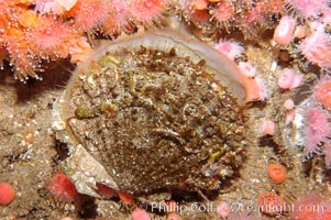 Rock scallop, Crassedoma giganteum