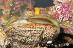 Rock scallop, Crassedoma giganteum