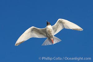 Swallow-tailed gull, Creagrus furcata, Wolf Island