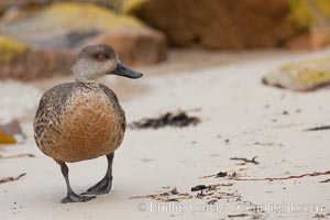 Patagonian crested duck, on sand beach.  The crested dusk inhabits coastal regions where it forages for invertebrates and marine algae.  The male and female are similar in appearance, Lophonetta specularioides, New Island