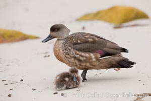 Patagonian crested duck, adult and chick on sand beach.  The crested dusk inhabits coastal regions where it forages for invertebrates and marine algae.  The male and female are similar in appearance.