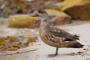 Patagonian crested duck, on sand beach.  The crested dusk inhabits coastal regions where it forages for invertebrates and marine algae.  The male and female are similar in appearance, Lophonetta specularioides, New Island