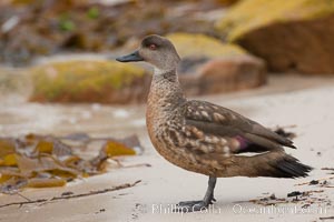 Patagonian crested duck, on sand beach.  The crested dusk inhabits coastal regions where it forages for invertebrates and marine algae.  The male and female are similar in appearance, Lophonetta specularioides, New Island