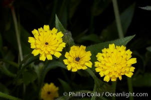 Crete weed blooms in spring, Batiquitos Lagoon, Carlsbad, Hedypnois cretica